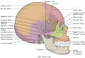 Human skull. Lateral view.