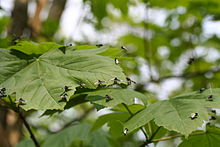 Adults resting