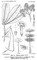 Botanical illustration of Alstonia scholaris