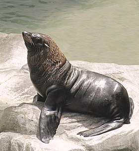 Um macho adulto de lobo-marinho (Arctocephalus australis).