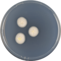 Aspergillus luppii growing on CYA plate