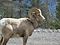 Bighorn Sheep in Alberta