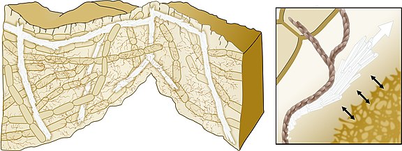 Model for biomineralization-mediated scaffolding of bacterial biofilms A directed growth of the calcium carbonate crystals allows mechanical support of the 3D structure. The bacterial extracellular matrix (brown) promotes the crystals' growth in specific directions.[115][114]