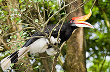 A black bird with white underbelly, white beak and red-orange horn perching on a branch