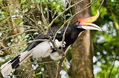 The rhinoceros hornbill is the state bird of Sarawak, a state of Malaysia.