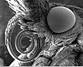 Scanning electron micrograph of the proboscis of a moth from family Pyralidae