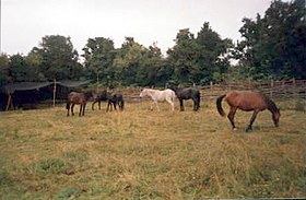 Chevaux chilotes à Chiloé