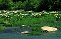 Image 37A stand of Cahaba lilies (Hymenocallis coronaria) in the Cahaba River, within the Cahaba River National Wildlife Refuge (from Alabama)