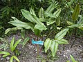 Calathea ornata