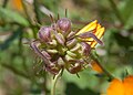 Achenio di Calendula suffruticosa