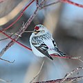 Carduelis hornemanni