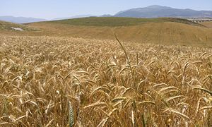 Campos de cebada al norte de la ciudad