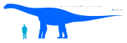 Day 7: Cetiosaurus