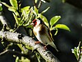 European goldfinch.