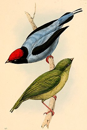 Ilustração do macho (acima) e da fêmea (abaixo) do tangará (Chiroxiphia caudata), retirada da obra A selection of the birds of Brazil and Mexico: the drawings (1841), por William Swainson. Ao contrário desta imagem, sua fêmea não apresenta coloração amarelada em seu ventre.