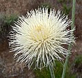 Cirsium neomexicanum