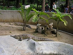 Cocodrilos en Zoológico de Caricuao