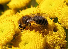 Colletes daviesanus