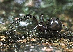 Conculus lyugadinus (fêmea; Okinawa)