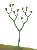 Cooksonia, the earliest vascular plant, middle Silurian
