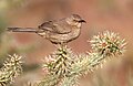 Curve-billed Thrasher - Mohave County, Arizona