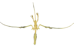 Dorygnathus in flight