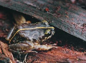 Eupsophus emiliopugini