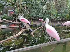 Birds in the atrium area.