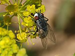 Wahlfahrtia magnifica