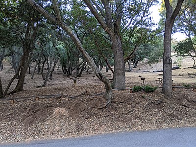 There are over fifty picnic tables in the park[a]