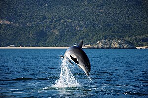 Bottlenose dolphin in the Sado River estuary