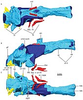 Reconstruction en 3D du cerveau d'un gorgonopsien (A. dessus, B. coté, C. dessous).