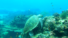 A hawksbill turtle foraging on the reefs at Ilha do Fogo, Mozambique