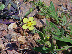 Hélianthème taché Tuberaria guttata