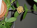 Hoya obscura Inflorescence, view from underneath.