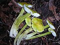 Hygrocybe virescens