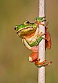 Hyla arborea var. molleri Bedriaga, 1890