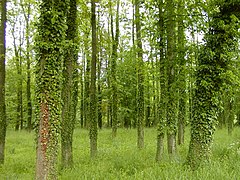 Le lierre escalade spontanément les arbres ou obstacles quand il est exposé à la lumière, Osnabrück, Basse-Saxe.