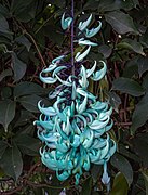 Jade vine (70200)