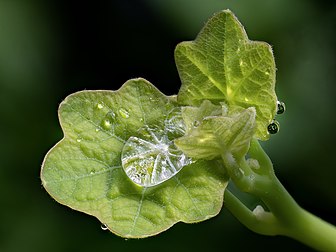 Folhas de capuchinha (Tropaeolum) com gotas de água. Fotografia com a técnica de empilhamento de foco (focus stacking) combinando 18 exposições (definição 5 184 × 3 888)