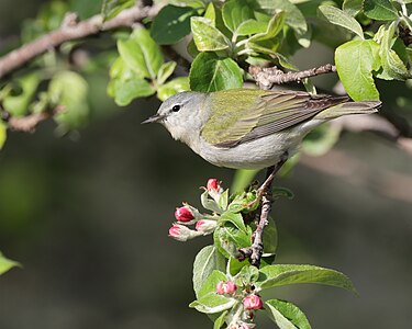 Tennessee warbler, by Cephas