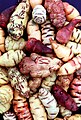 Image 9Mashua tubers (from Andean agriculture)