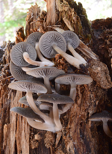 Mycena overholtsii