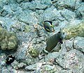 A rockmover wrasse gets cleaned by a Hawaiian cleaner wrasse while an orangespine unicornfish waits their turn