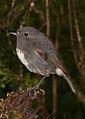 Petroica australis australis.