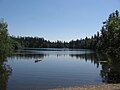 Small lake surrounded by forest