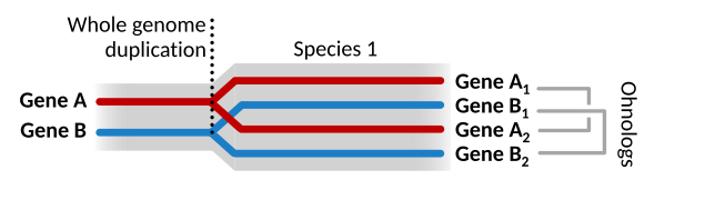 Sequence homology