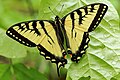 Papillon tigré du Canada dans le boisé derrière le pavillon Louis-Jacques-Casault