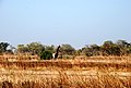 Landschaft im Waza-Nationalpark