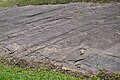 Stries glaciaires sur un dos de baleine au Brésil.